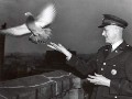 Poštovní holubi - váleční hrdinové (War Pigeons)