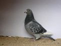 Naši závodníci sezóny 2010 - 2011